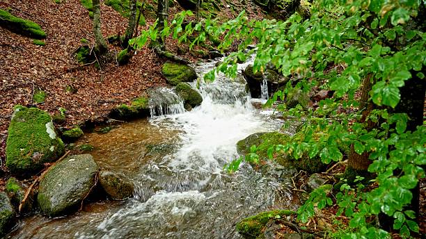 Powerful jungle waterfall and rapid stream, surrounded by dense tropical greenery & vibrant natural beauty. Awe-inspiring lush nature landscape.