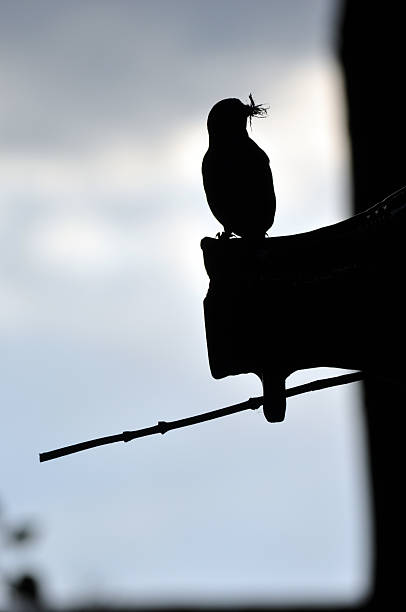 istock Silhouette of bird on birdhouse 2224020185