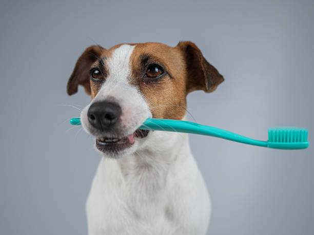 istock Playful Dog Holding a Toothbrush in Its Mouth. 2224021513