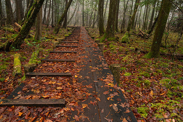Walking through the mist in the late autumn forest