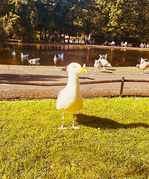 A curious seagull enjoys a sunny day by the park pond