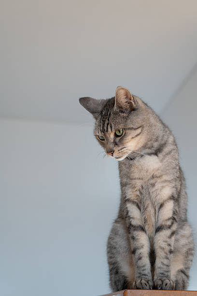istock Cute cat sitting indoors 2224021619