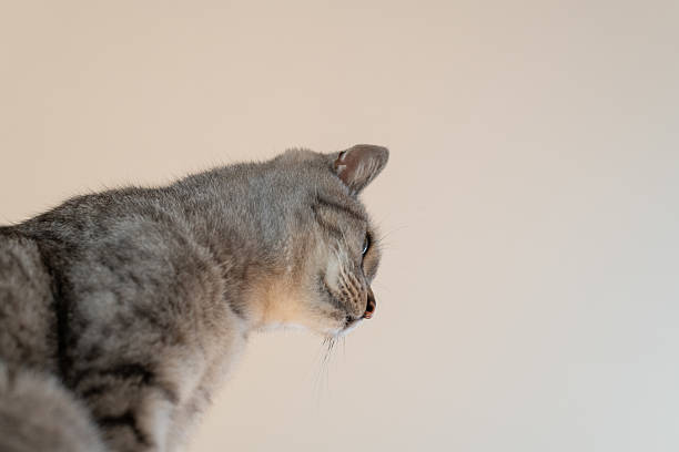 Cute cat sitting indoors