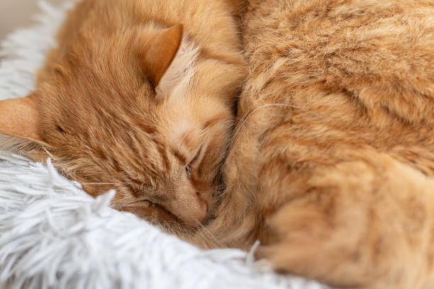 istock Cute cat relaxing by the window 2224021638