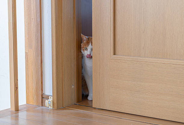 istock Cat peeking through the door gap 2224021711