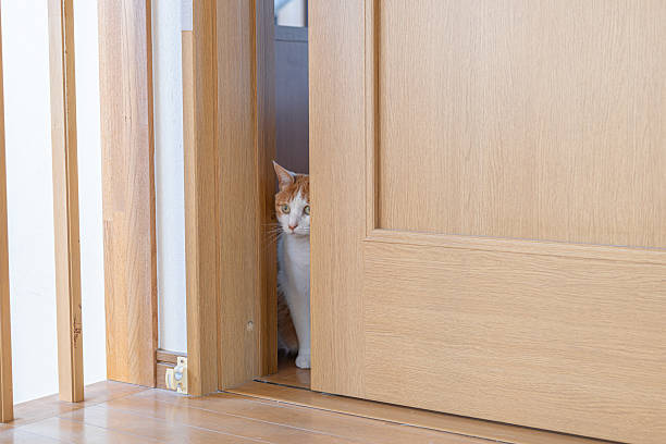 istock Cat peeking through the door gap 2224021714