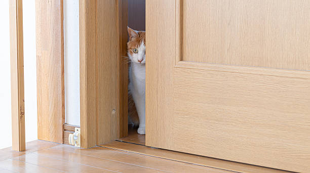 istock Cat peeking through the door gap 2224021716
