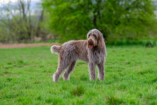 istock Wirehaired Pointing Griffon with a shaggy coat on a  green field 2224024388