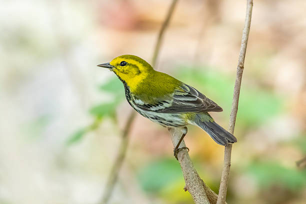 istock Black-throated green warbler 2224024565