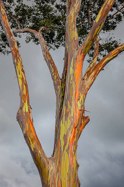 Rainbow Tree Branches
