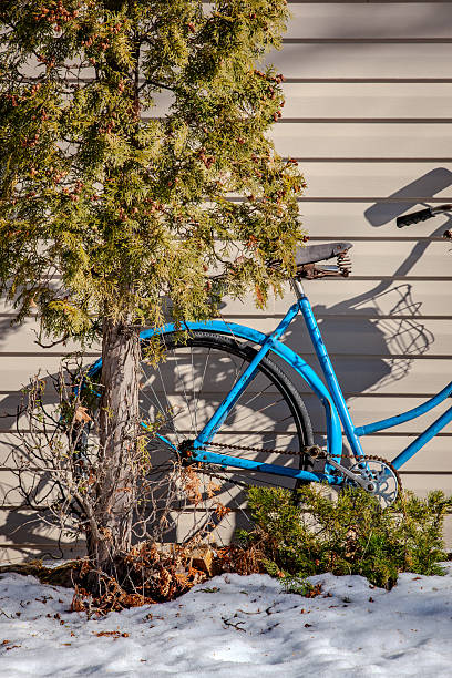 Vintage Bicycle and Cedar Tree