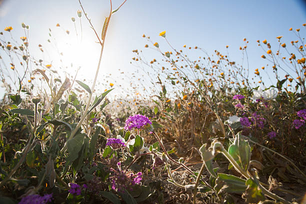 Spring wildflowers in the California desert