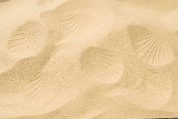 Closeup view of sand with seashell texture. Beach scene. Summer concept. Top view