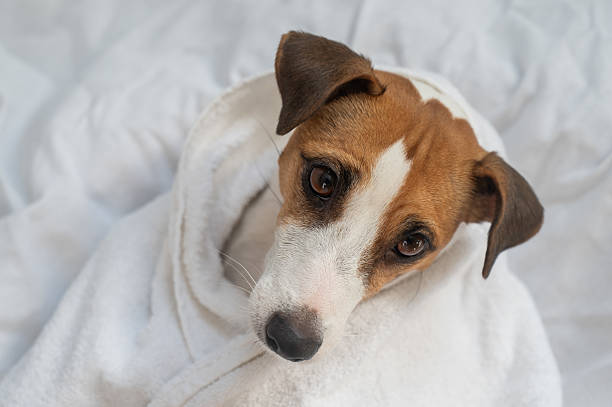 istock Jack Russell Terrier dog wrapped in a white towel. 2224032636
