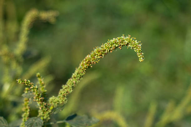 Pigweed Amaranthus spp is a fast growing annual weed found in gardens, fields, and disturbed areas. It typically has erect, branching stems that can grow several feet tall