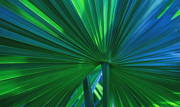 istock abstract palm leaf textures on dark blue tone, natural green background. 2224036160