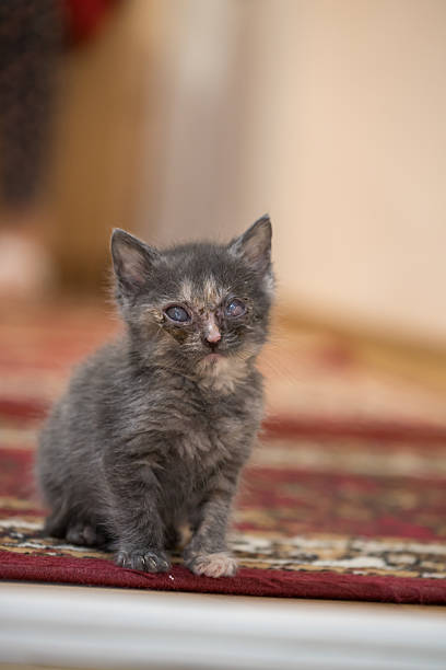A small fluffy black kitten with bright blue eyes sits on a soft pink surface, displaying a curious expression, creating a warm and delightful composition.