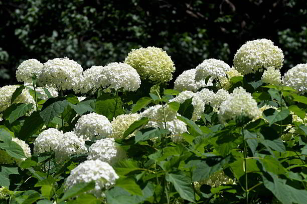 istock Hydrangea Flowers: The Chameleon of Plants 2224037298