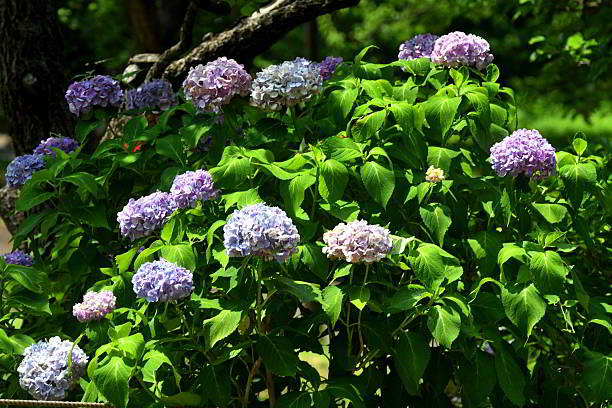 ・From the Easter season through Mother's Day, hydrangea is one of the most sought-after flowering plants from retail florists and garden centers alike. It's huge, globe-like clusters of blooms impart a regal elegance that is uncommon among potted plants. Unlike other flowering plants, however, the flower color of most hydrangeas can be changed from year-to-year, with a little help from their caregiver. Many gardeners, therefore, consider hydrangea to be the chameleon of the plant world.Hydrangea is a genus in the plant family Hydrangeaceae. The genus contains nearly 75 species of shrubs or small trees, most of which are native to the region of Asia now occupied by Japan, China and Korea. （Missouri Botanical Garden）・The photos in this batch contain many Annabelle hydrangea with light yellow/white colors (#4253-4284). which were in full bloom. The all photos in this batch were taken in the garden of Kyodo-no-Mori Bijutukan (Art Gallery) of Fuchu City, Tokyo.