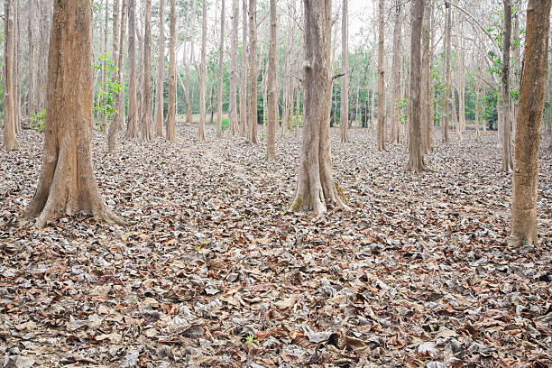 The leaves fell on the floor during the shedding.