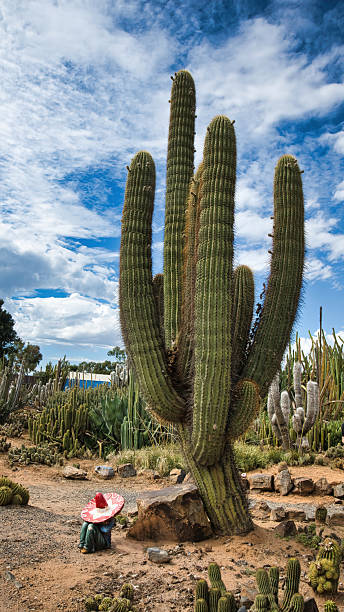 istock Large cactus with decorative Mexican style figure 2224039523