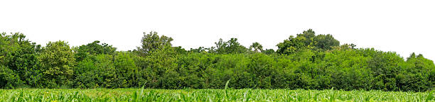 istock Green Trees isolated on white background.Forest and foliage in summer with cut path and alpha channel 2224042020