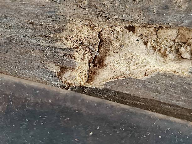 istock Natural grunge wooden planks displaying raw textures 2224045302