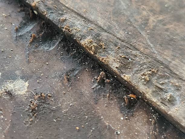 istock Natural grunge wooden planks displaying raw textures 2224045331