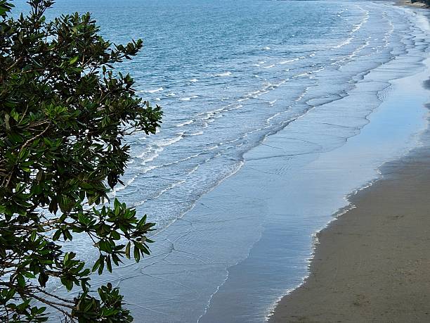 istock Looking down at Hatfield's Beach with a Pohutukawa tree to the left on the Hibiscus Coast in Auckland. 2224045339