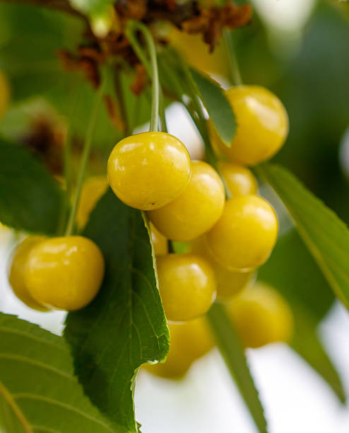 istock A bunch of yellow cherries hanging from a tree 2224045977