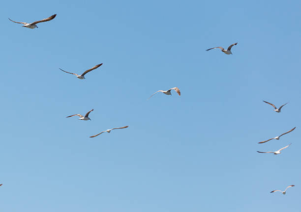 A flock of seagulls flying in the sky. The birds are scattered in different directions, some flying higher and others lower. The sky is clear and blue, providing a beautiful backdrop for the birds