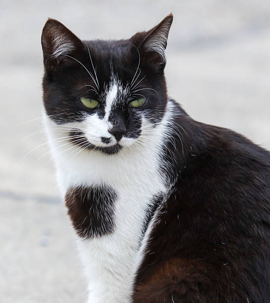 istock A black and white cat with green eyes is sitting on a sidewalk 2224046017