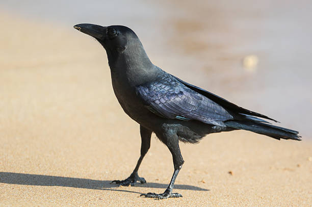 istock A black crow is walking on the beach 2224046117