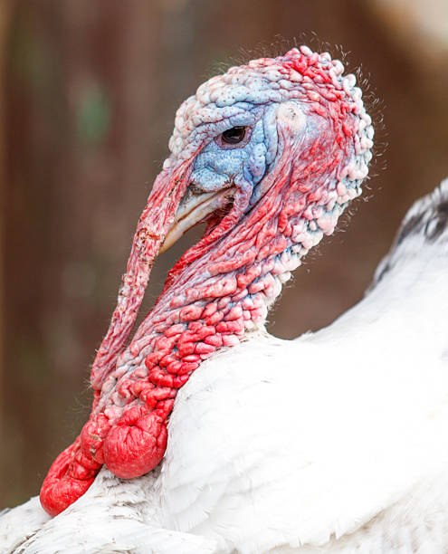 istock A turkey with a red beak and red feathers on its head 2224046285