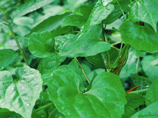 istock Lush Green Foliage With Dew Drops in a Forest Setting 2224046362