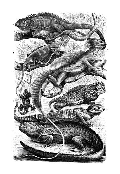 Lizards ,1) Green iguana (Iguana iguana, or Iguana tuberculata); 2) Basilisk (Basiliscus basiliscus, or Basiliscus mitratus); 3) Flying dragon (Draco volans); 4) Texas horned lizard (Phrynosoma cornutum); 5) Hardun (Stellagama stellio, or Stellio vulgaris); 6) Gecko (Tarentola mauritanica); 7) Galápagos marine iguana (Amblyrhynchus cristatus).