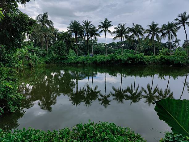 Serene natural scene of lush greenery, calm waterbody, and trees under a cloudy sky.