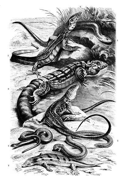 Lizards, 1) Sheltopusik (Pseudopus apodus, or Ophisaurus apus); 2) Nile monitor (Varanus niloticus); 3) Argentine black and white tegu (Salvator merianae, or Tupinambis teguixin); 4) Ocellated lizard (Timon lepidus, or Lacerta ocellata); 5) Bipes canaliculatus (or Chirotes canaliculatus); 6) Slowworm (Anguis fragilis); 7) Sandfish (Scincus scincus, or Scincus officinalis).