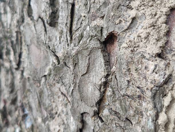 istock Rough Wooden Plank with Scratches and Grain Patterns – Grunge Close-Up 2224048308