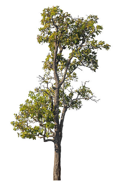 istock tree isolated on white background with clipping path and alpha channel 2224048319