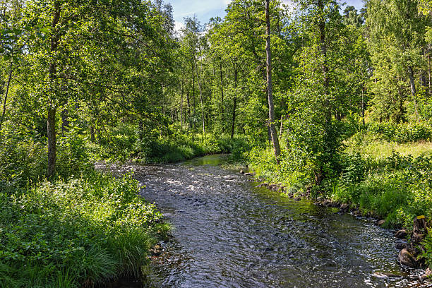 istock Tranquil stream in a lush green deciduous forest a beautiful sunny summer day 2224049722
