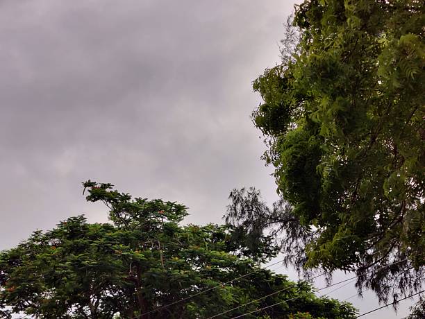 istock various beautiful  tropical green tree, branches of various trees against the blue sky. 2224050173