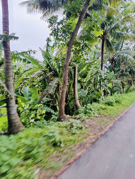 istock Lush tropical vegetation alongside a quiet country road 2224050214