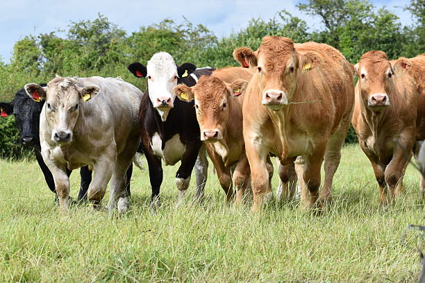 istock Herd of beef cows walking toward camera 2224050308