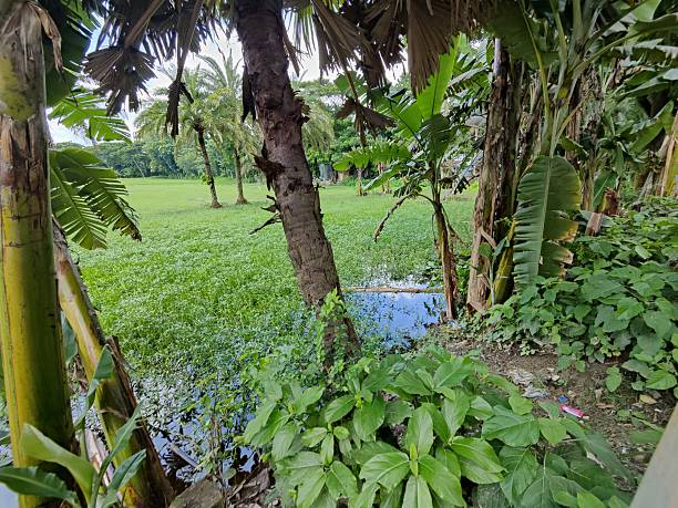 istock tropical landscape featuring lush green fields and various trees 2224050568