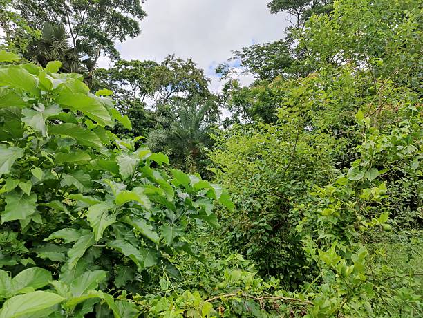 istock Lush green forestscape with dense foliage and vibrant tropical plants 2224050611