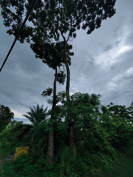 istock tropical landscape featuring lush green fields and various trees 2224050757