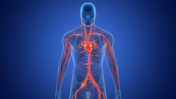 istock Human Circulatory System Heart Anatomy 2224051692