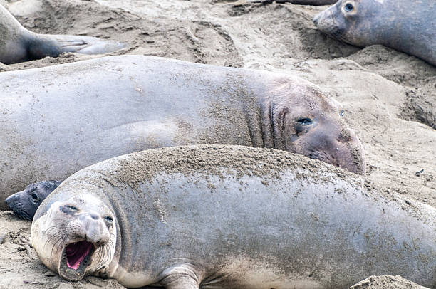 istock At the Elephant Seal Vista Point 2224054408