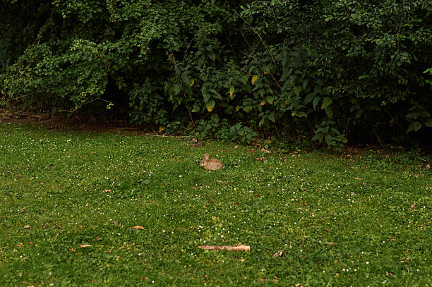 Small wild rabbit resting peacefully in a green meadow near a forest, enjoying the tranquility of nature